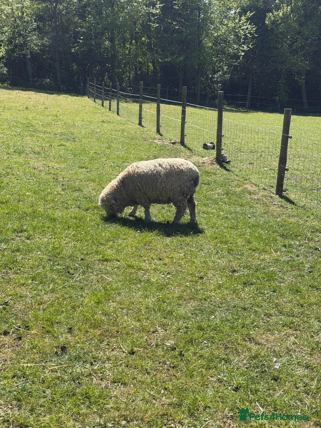 Sheep livestock for sale: Southdown ram - Advert 2