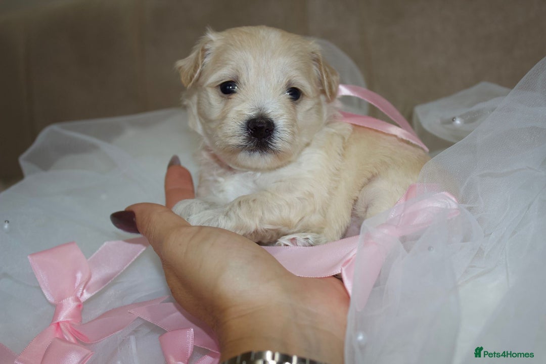 Maltipoo dogs for sale: F1 small Maltipoo puppies - Image 19