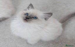 Ragdoll cats for stud: Ragdoll Stud  in Manchester - Image 23