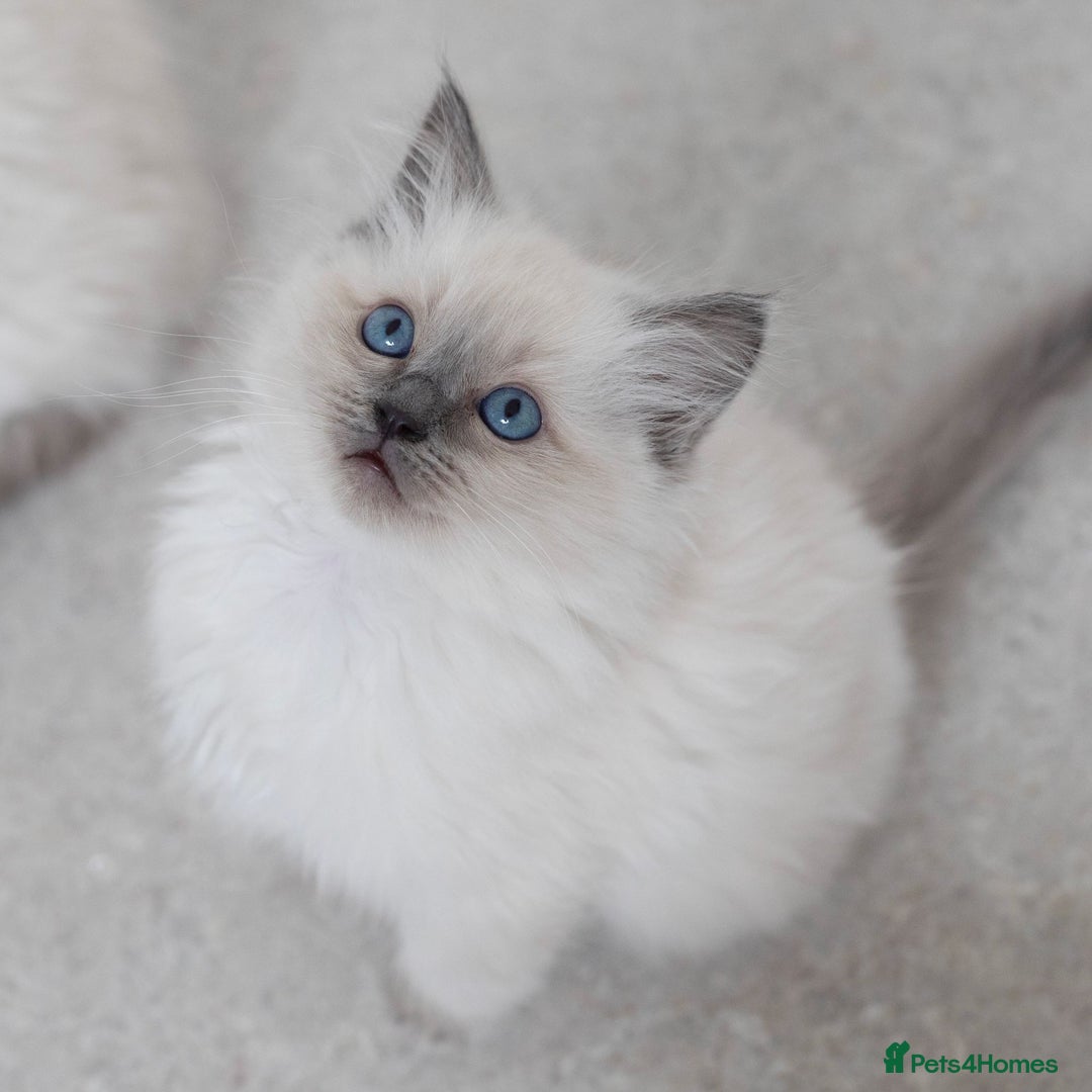 Ragdoll cats for stud: Ragdoll Stud  in Manchester - Image 23