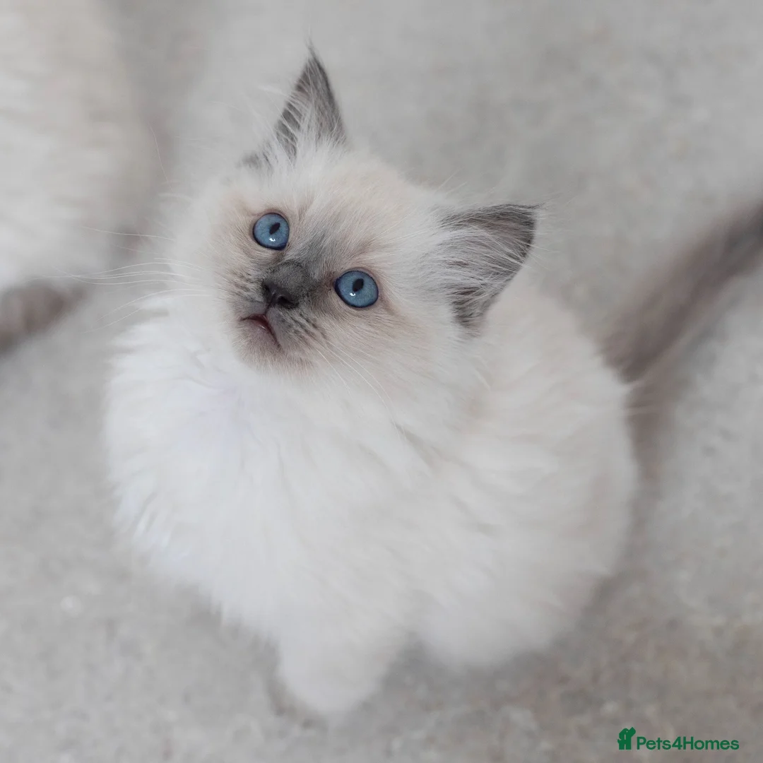 Ragdoll cats for stud: Ragdoll Stud  in Manchester - Advert 21