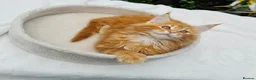 Maine Coon cats for sale: Pure breed Maine coon kittens  - Advert 15