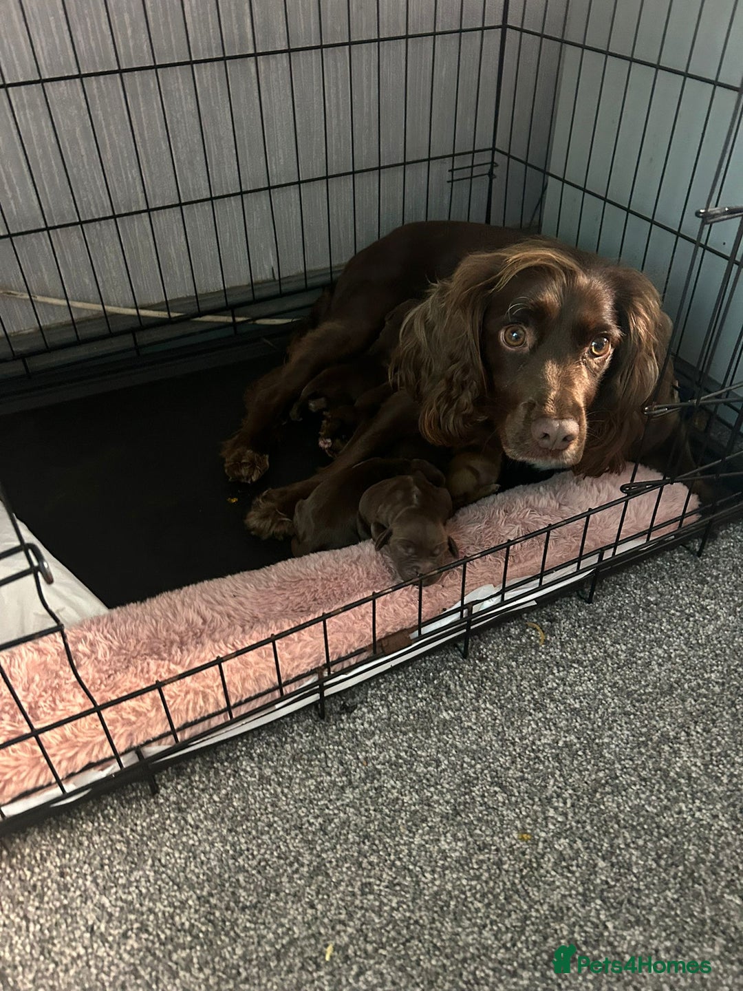 Cocker Spaniel dogs for sale: Beautiful Cocker Spaniel Puppies - Image 9