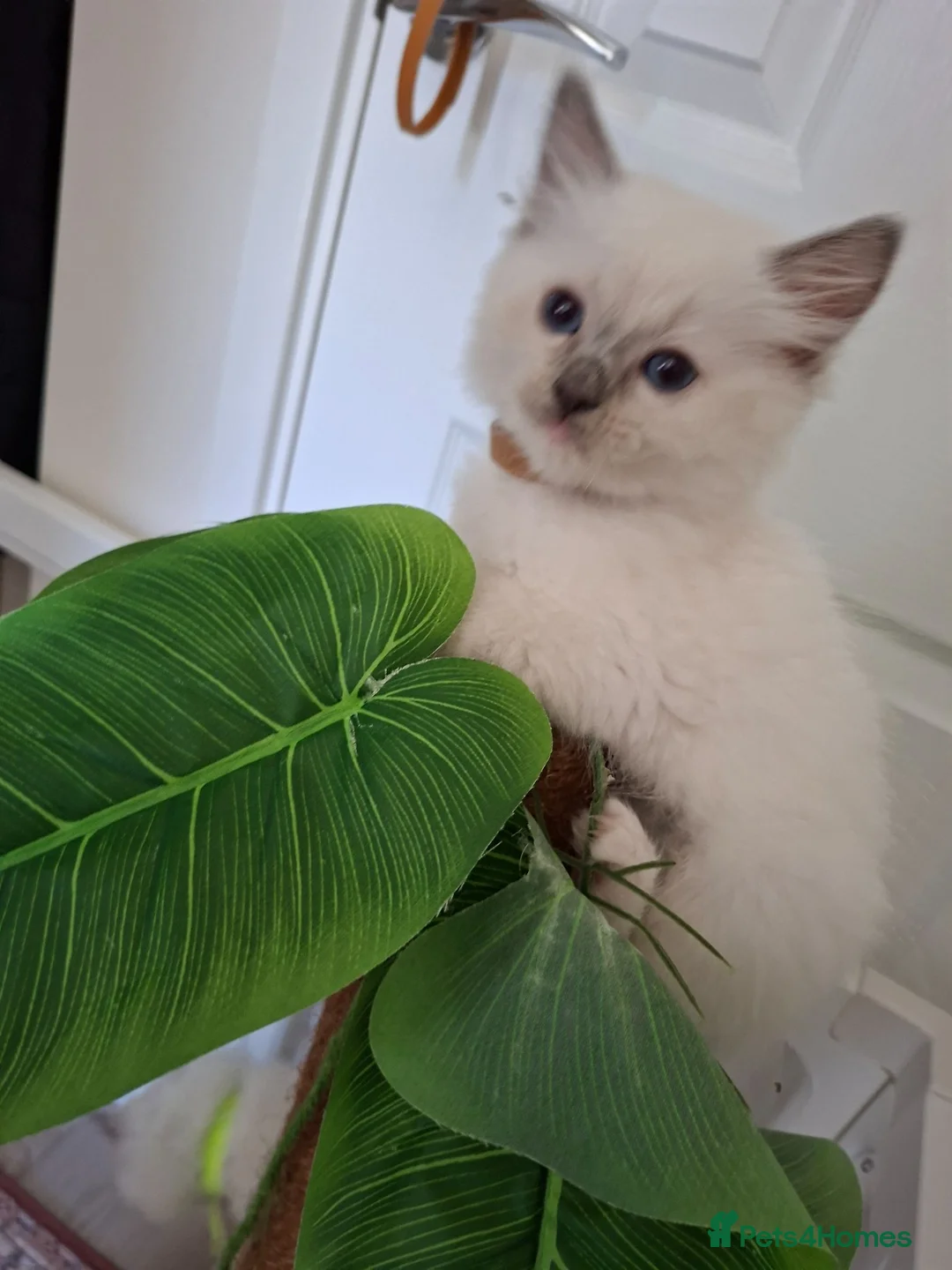 Ragdoll cats for sale: Ragdoll kittens  - Advert 12