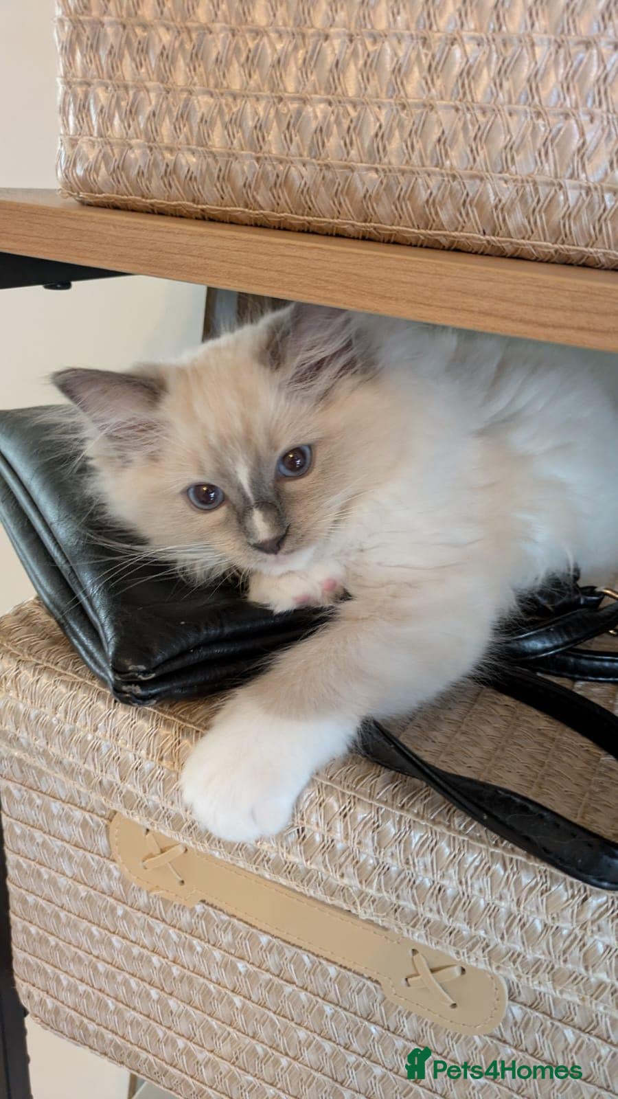 Ragdoll cats TICA Ragdoll Kittens – Mink & Traditional - Advert 2