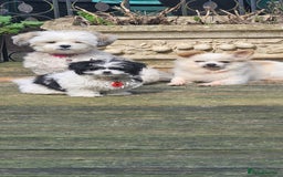 Mi-Ki dogs for sale: Mi-ki beautiful puppies arrived  - Image 5