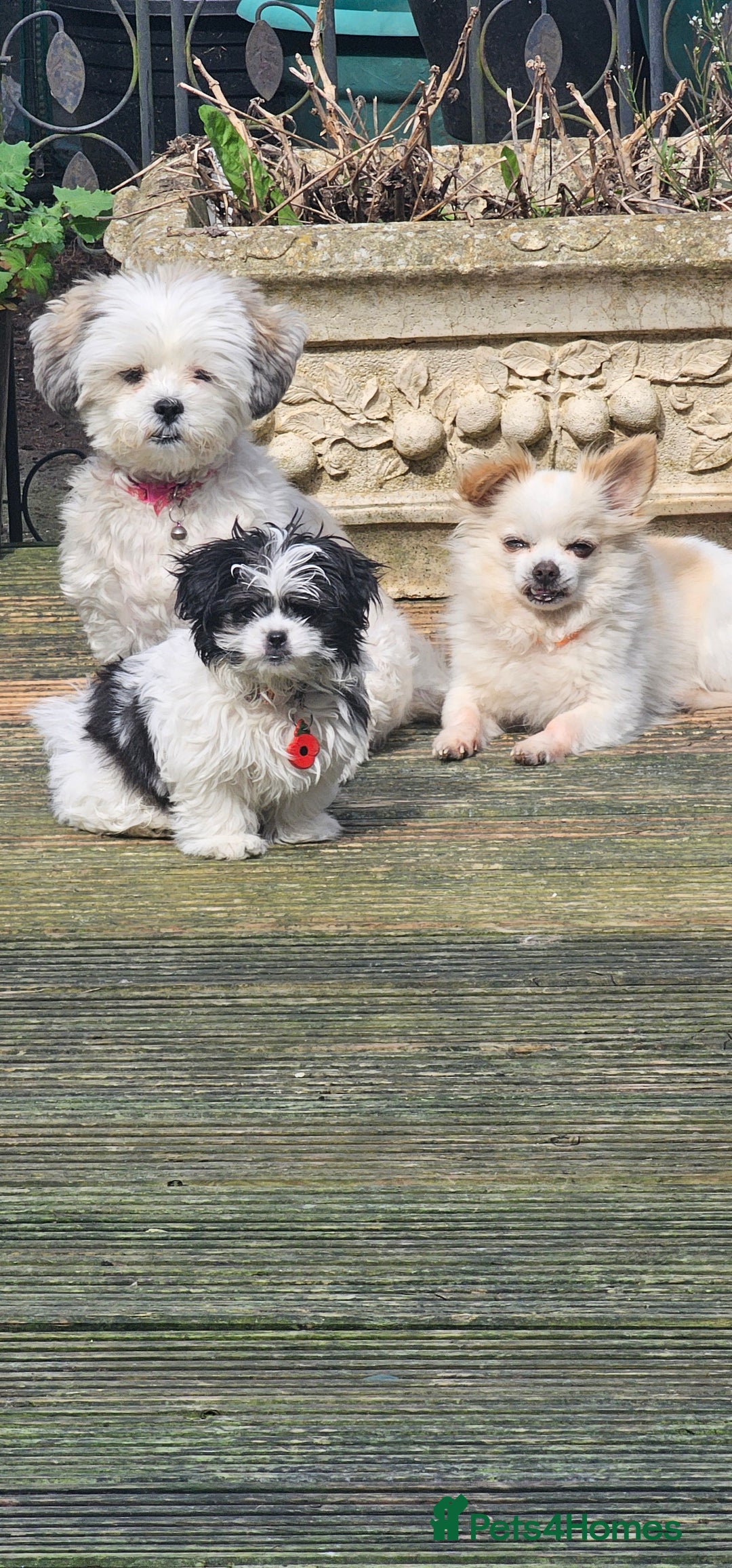 Mi-Ki dogs for sale: Mi-ki beautiful puppies arrived  - Image 5