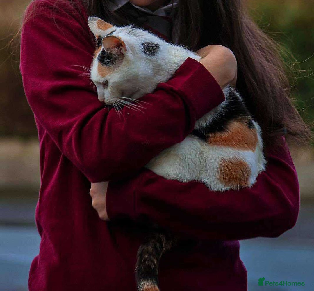 Mixed Breed cats for sale: Bella - Image 10