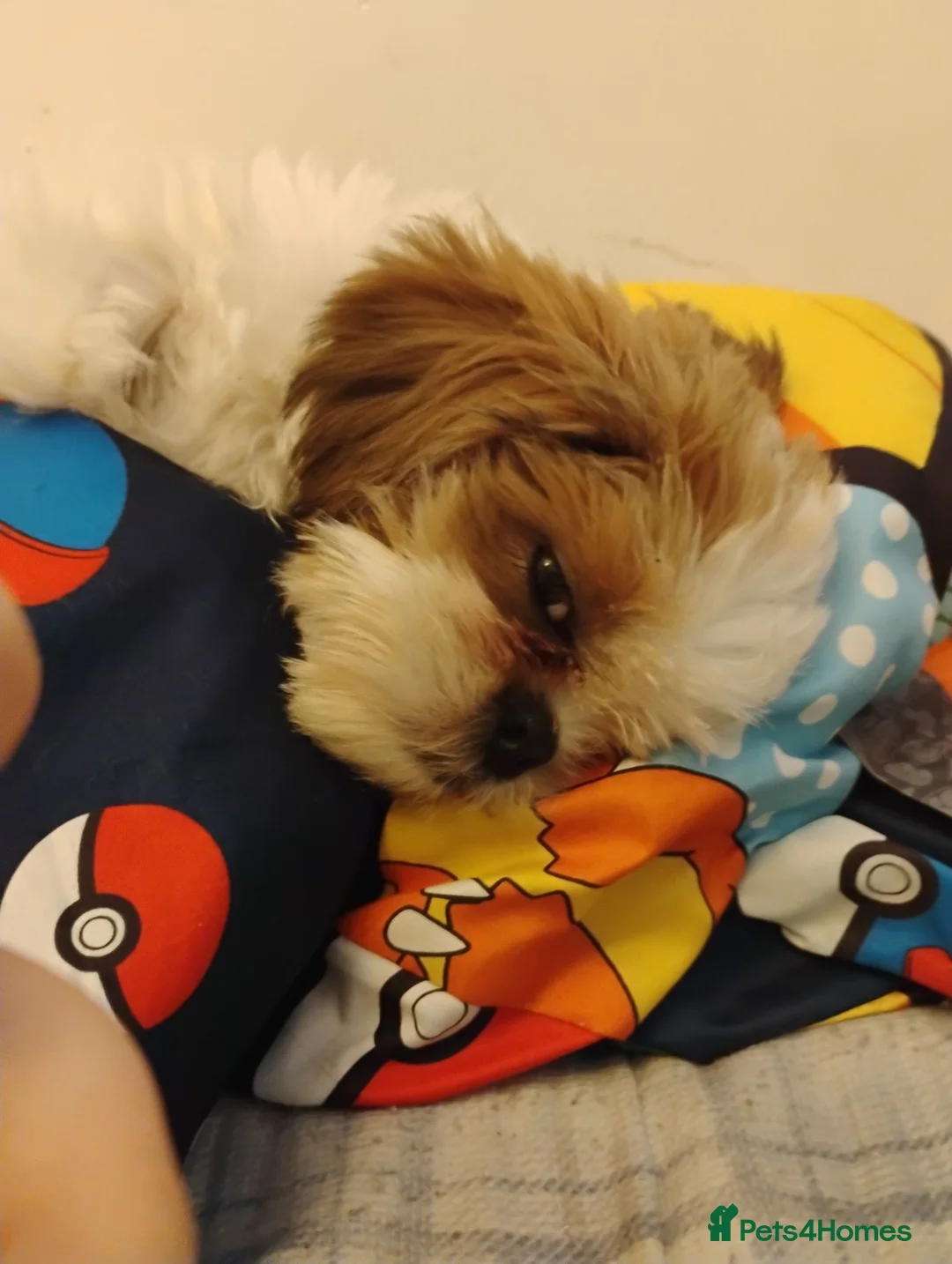 Shih Tzu dogs for sale: Adorable shih Tzu puppy for sale in Preston - Advert 4