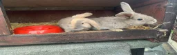 Mixed Breed rabbits for sale: German Giant cross breeds  - Advert 2