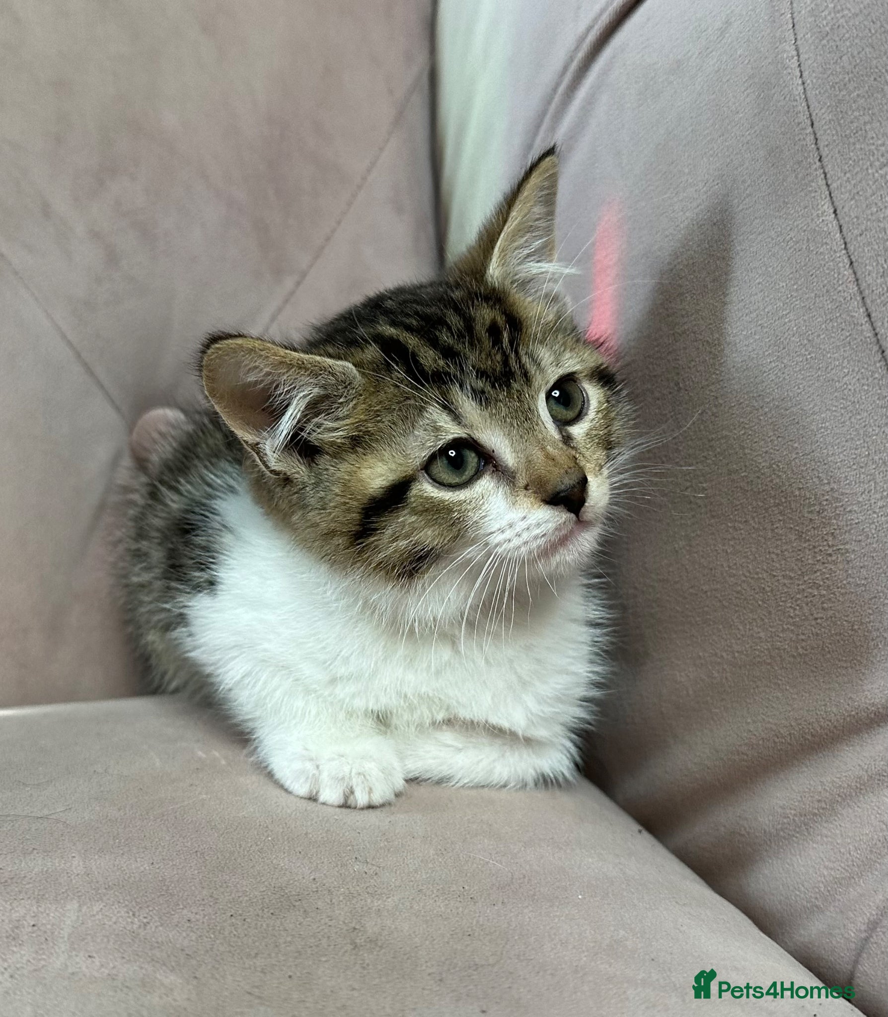 Mixed Breed cats Mainecoon cross kittens ready now  - Advert 7