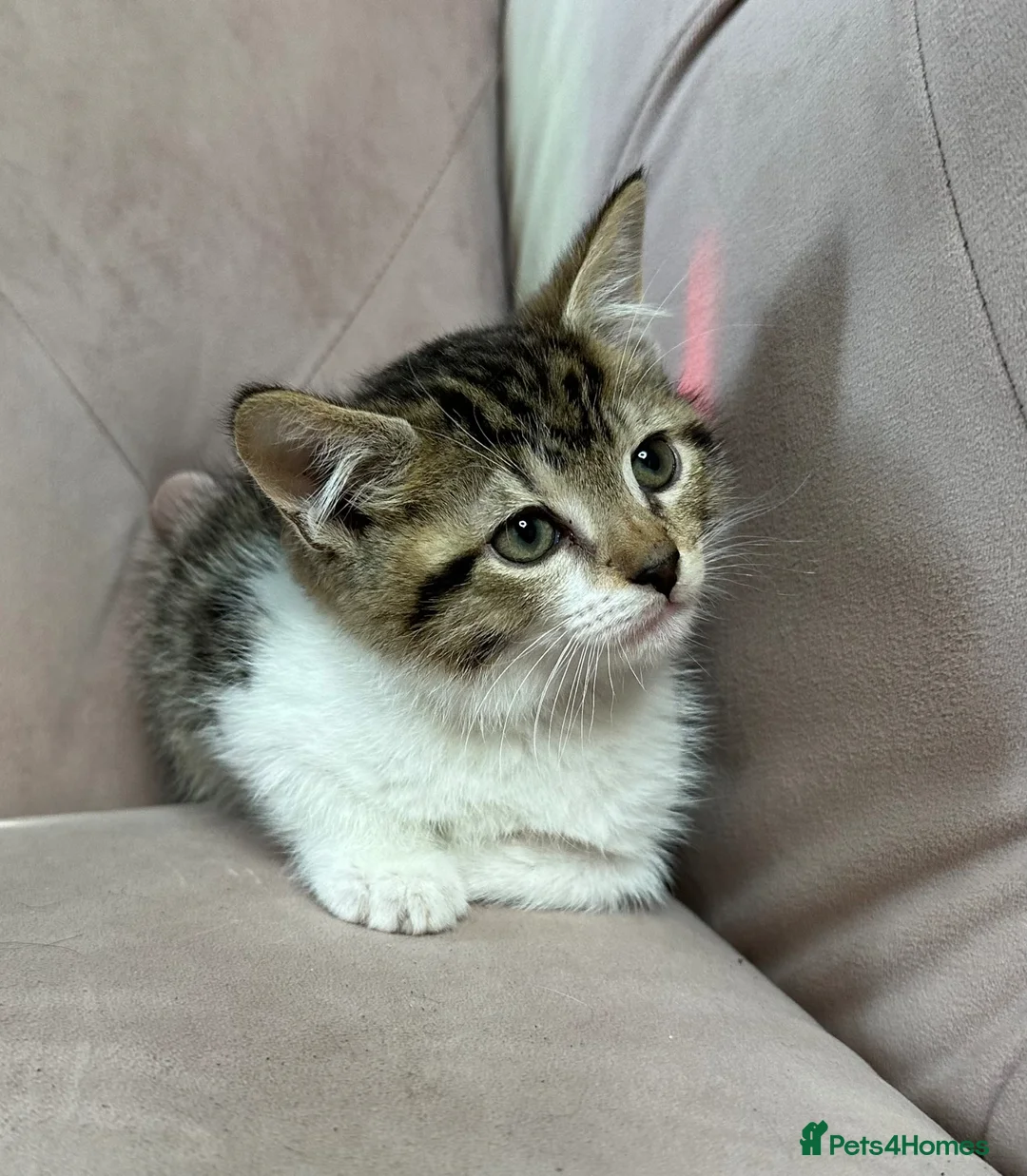 Mixed Breed cats for sale: Mainecoon cross kittens ready now  - Advert 1