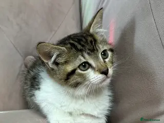 Mixed Breed cats Mainecoon cross kittens ready now - Advert 7