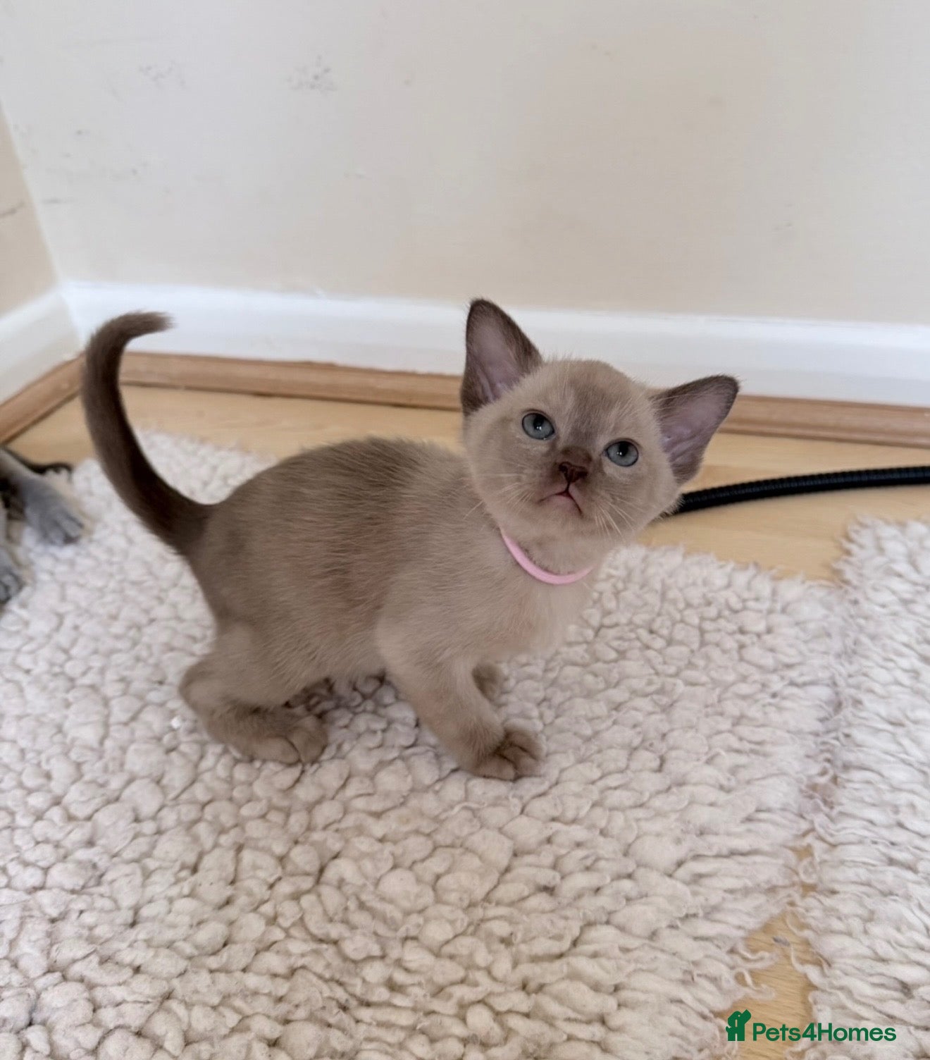 Burmese cats Home Raised Full Pedigree Burmese Kittens - Advert 2
