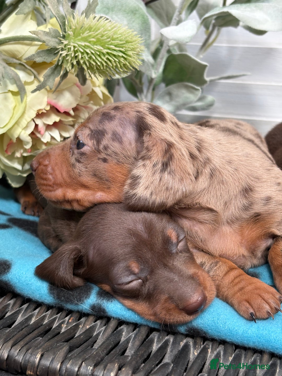 Miniature Dachshund dogs for sale: Miniature Daschund KC. PRA-OI-CRD-PRA-NCL - Image 30