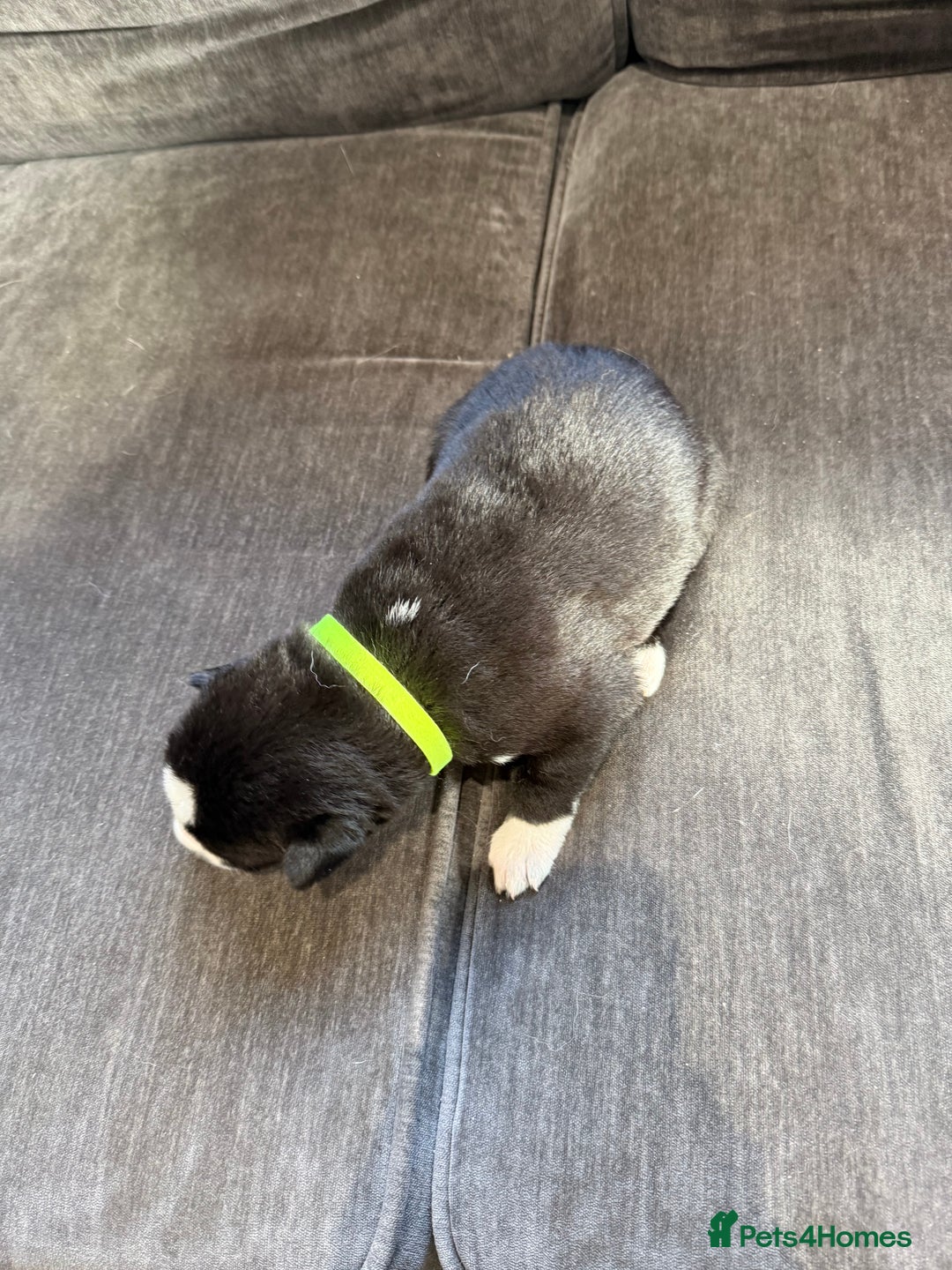 Siberian Husky dogs for sale: Husky puppies for sale - Image 12
