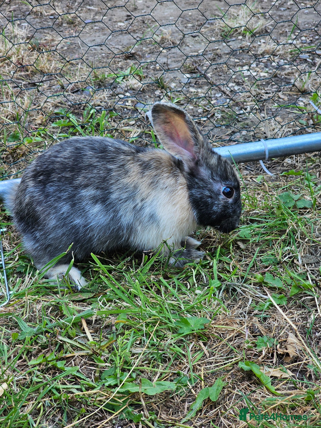Harlequin rabbits for sale: 4 Gorgeous Harlequin bunnies looking for a 🏡  - Image 4
