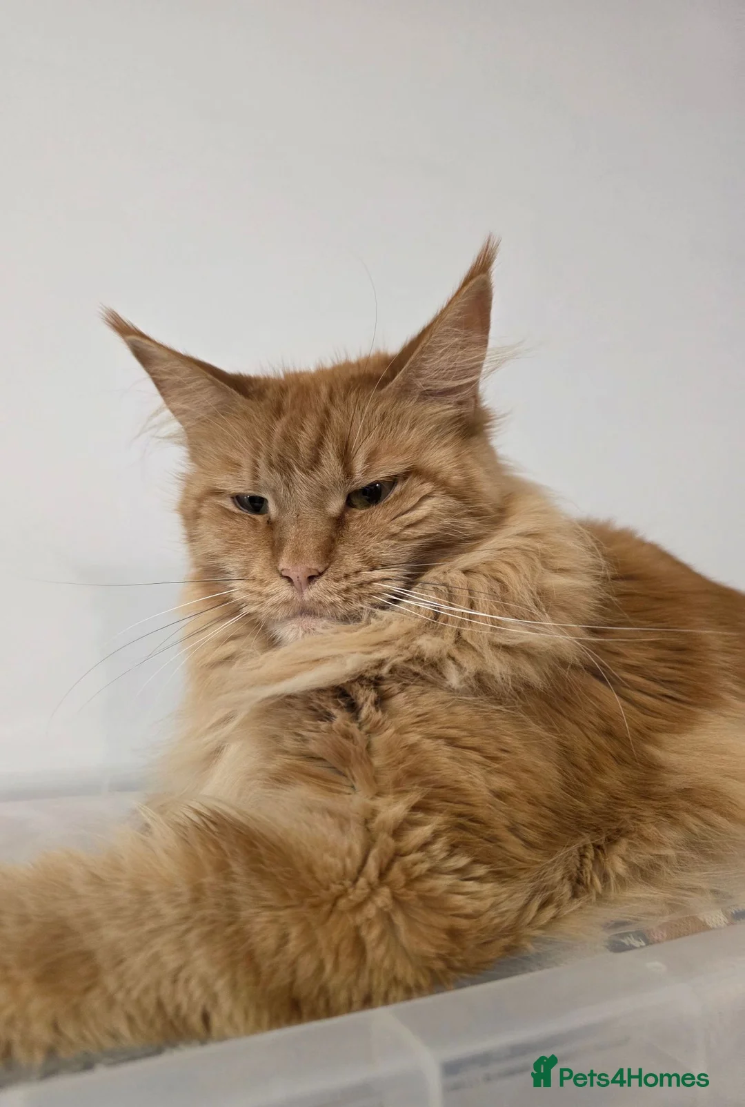 Maine Coon cats for sale: TICA Registered Maine Coon Kittens–Russian Line🐾 - Advert 20