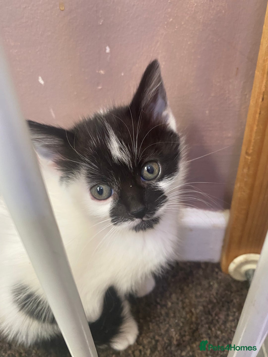 Mixed Breed cats for sale: 3 female and 1 male kitten for sale  - Image 10