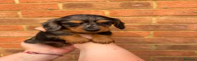 Miniature Dachshund 4