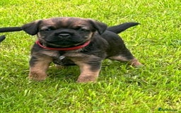 Border Terrier dogs for sale: Border terrier  - Image 2