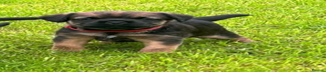Border Terrier Puppy 1