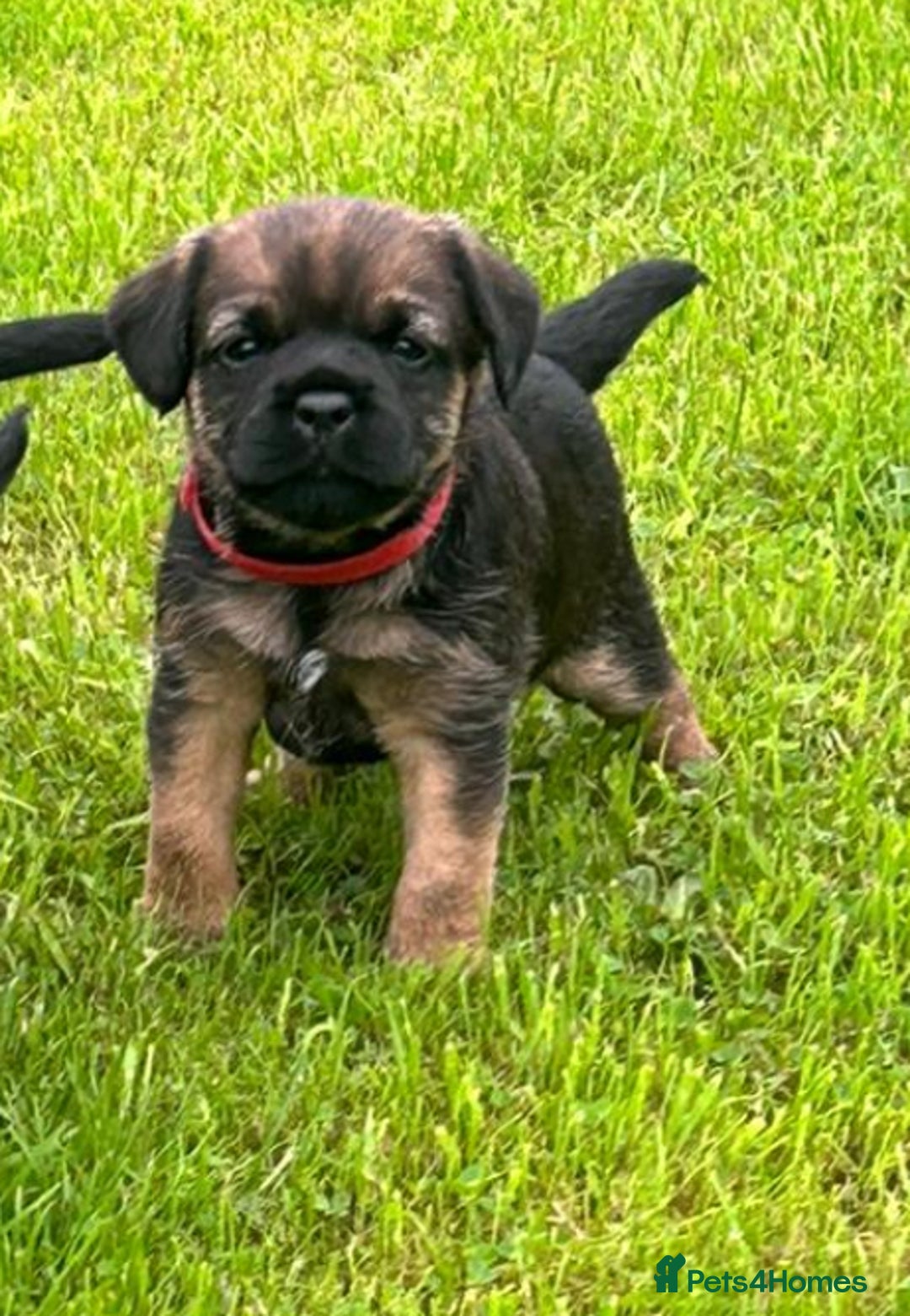 Border Terrier dogs for sale: Border terrier  - Image 2