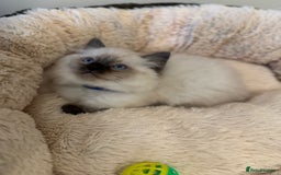 Ragdoll cats for sale: Beautiful Ragdoll Kittens - Advert 6