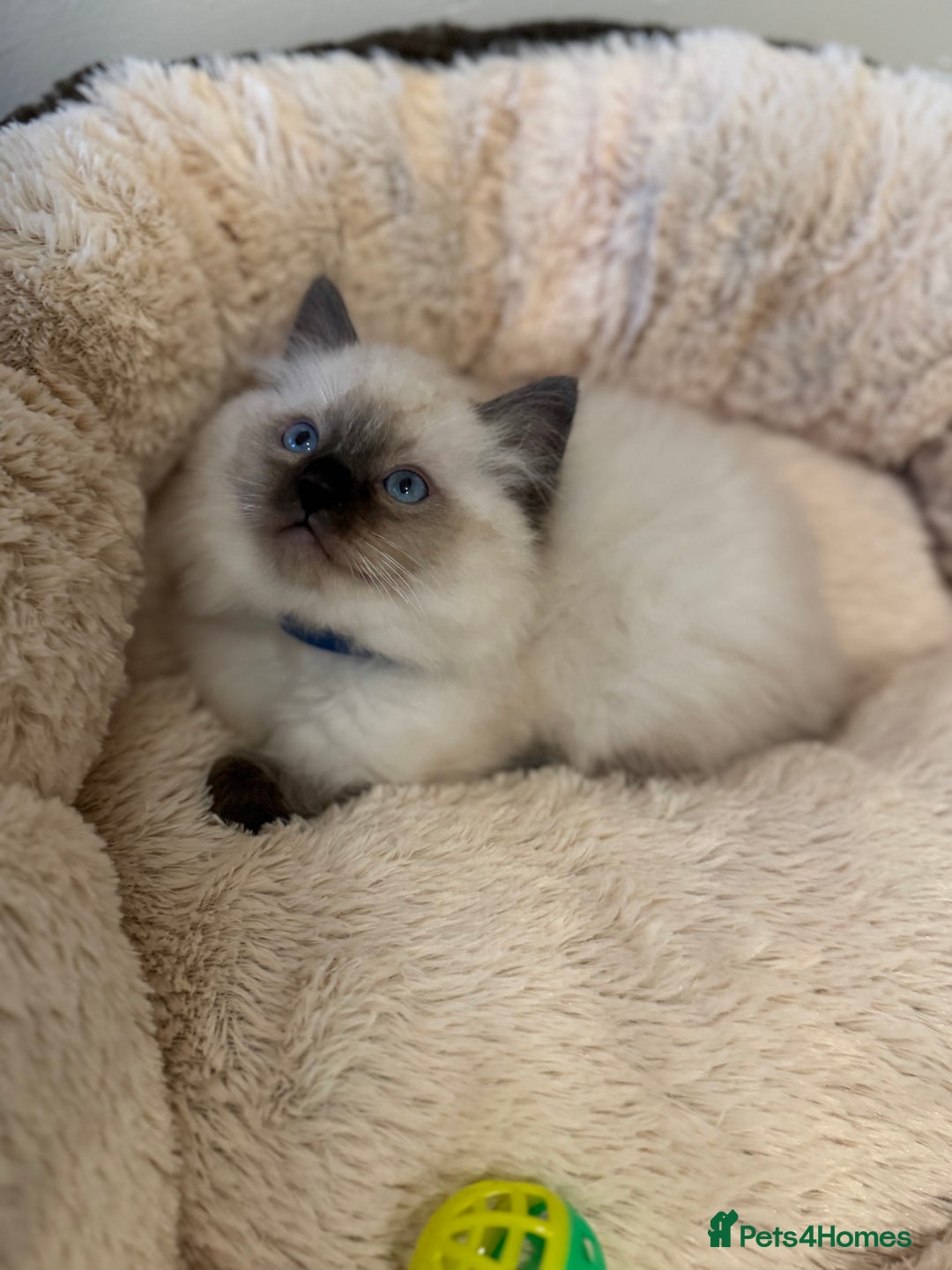 Ragdoll cats for sale: Beautiful Ragdoll Kittens - Advert 6