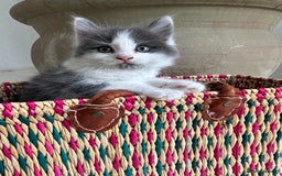 Ragdoll cats for sale: Gorgeous half pedigree Ragdoll kittens - Image 14