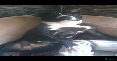 Staffordshire Bull Terrier dogs - Advert 12