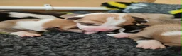 Welsh Corgi Pembroke dogs for sale: Welsh Corgi (Pembroke) - Advert 5