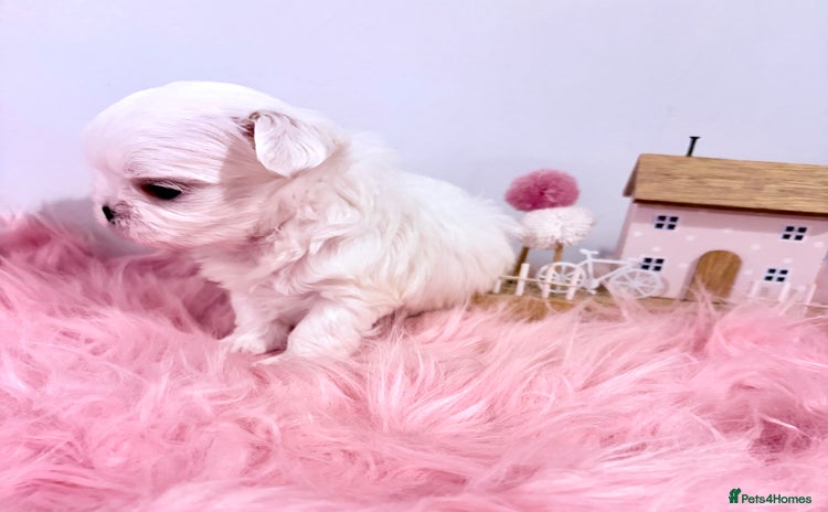 Maltese dogs 🌟🌟Full Korean Baby pups🌟🌟 - Advert 2