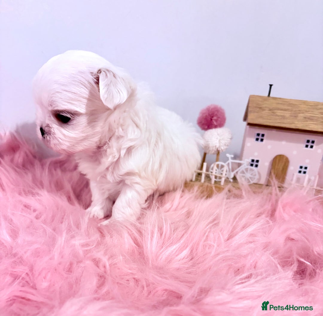 Maltese dogs for sale: ❤️🩵Full Korean Baby pups🩵❤️ - Advert 30