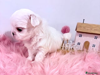 Maltese dogs 🌟🌟Full Korean Baby pups🌟🌟 - Advert 2