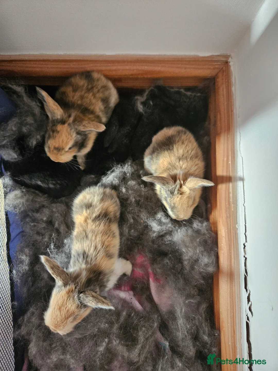 Continental Giant rabbits for sale: Continental giant babies x 8 gorgeous and chunky  in Sheffield - Advert 1
