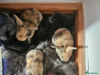 Continental Giant rabbits Continental giant babies x 8 gorgeous and chunky - Advert 1