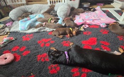Miniature Dachshund dogs for sale: Miniature Dachshund Smooth - Image 3
