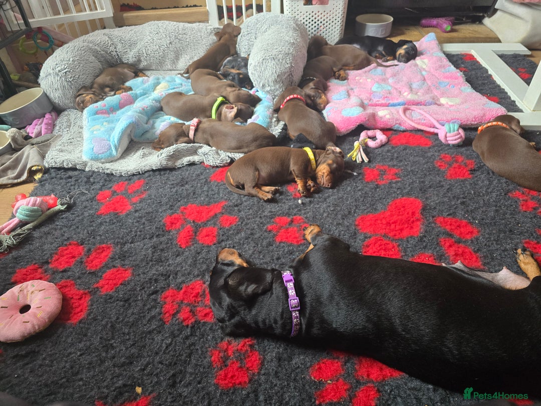 Miniature Dachshund dogs for sale: Miniature Dachshund Smooth - Image 3