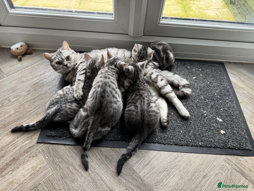 British Shorthair cats for sale: READY NOW GCCF REG BSH SILVER SPOTTED MALE KITTEN - Advert 2