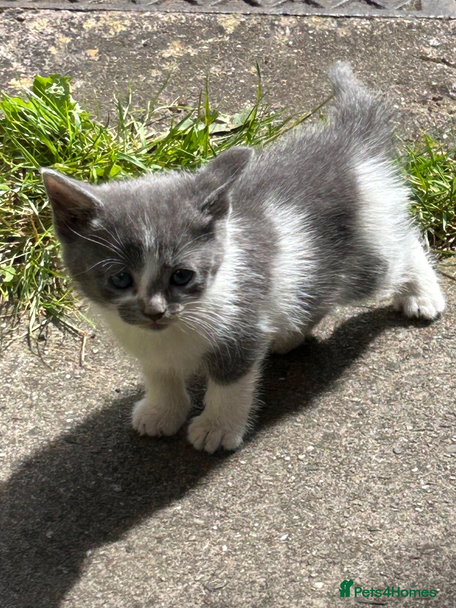 Mixed Breed cats 5 adorable kittens waiting for a good homes - Advert 6