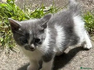 Mixed Breed cats 5 adorable kittens waiting for a good homes - Advert 6