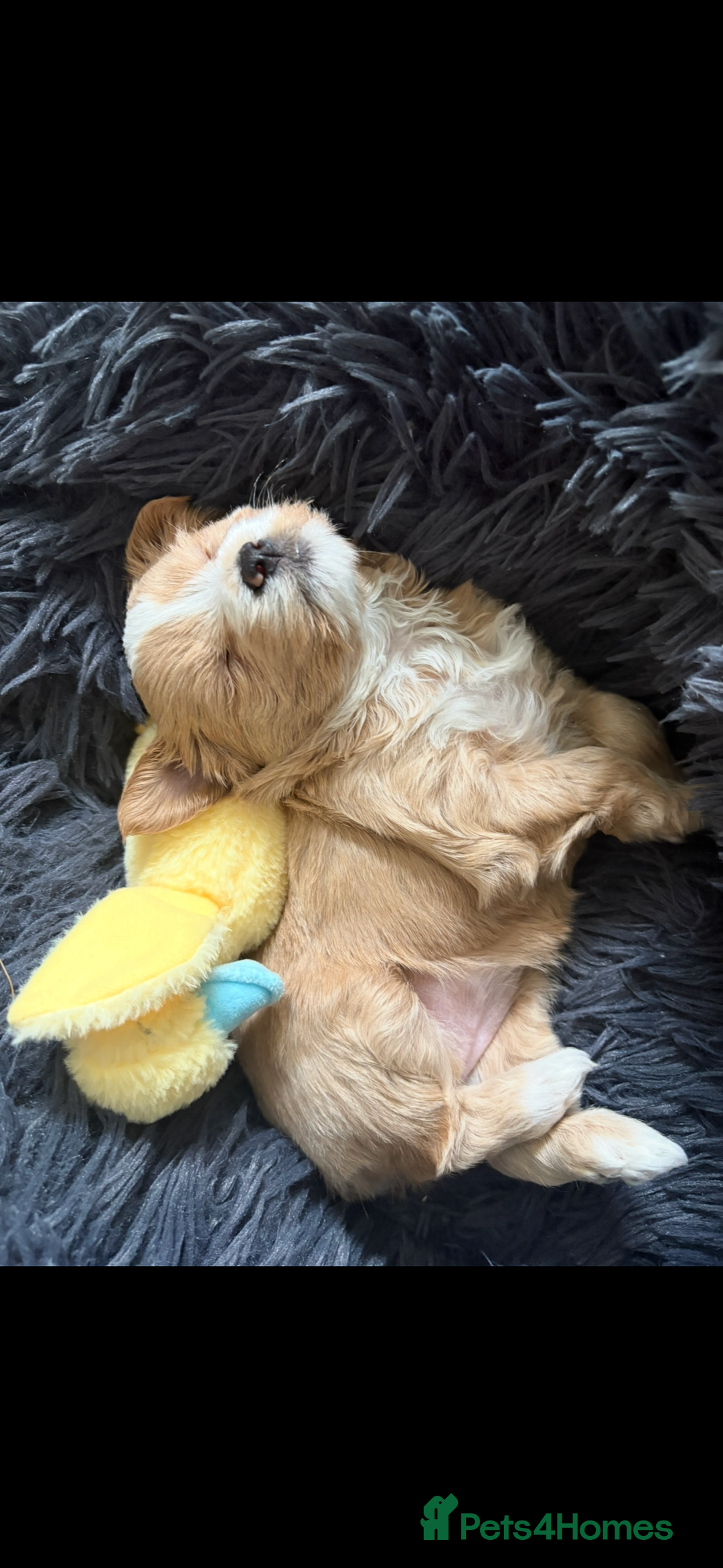 Maltipoo dogs for sale: Maltipoo  - Image 2