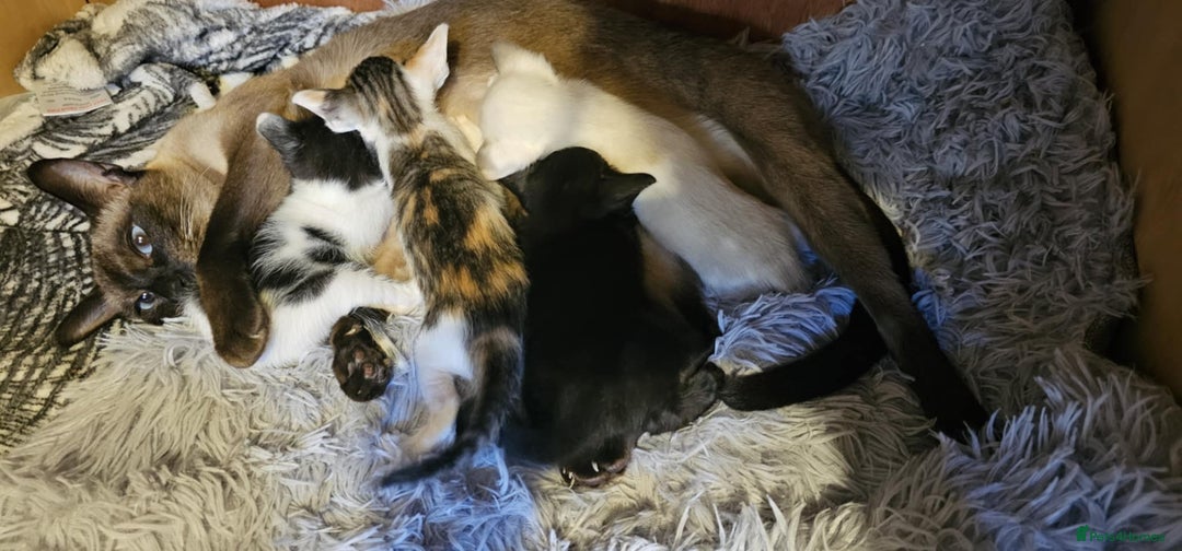 Oriental cats for sale:  GCCF Oriental Kittens For Sale - Image 1