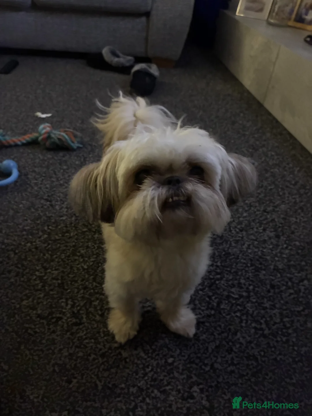 Shih Tzu dogs for sale: Shih Tzu  in Stalybridge - Advert 2