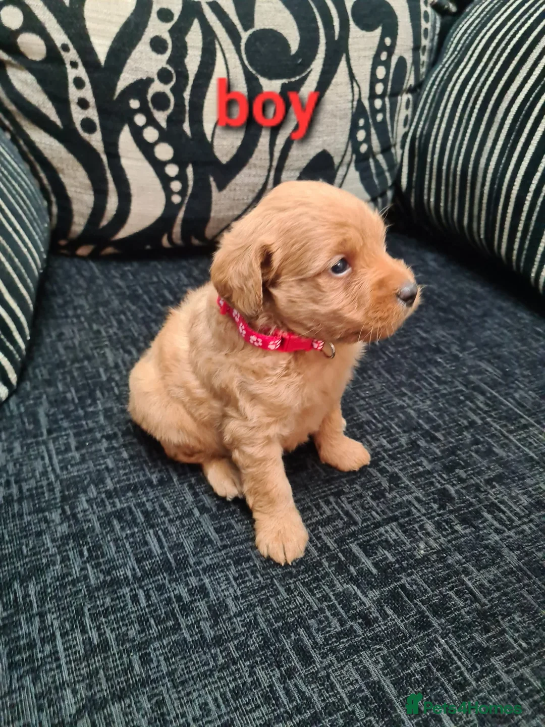 Labradoodle dogs for sale: F1 beautiful labradoodles  - Advert 7