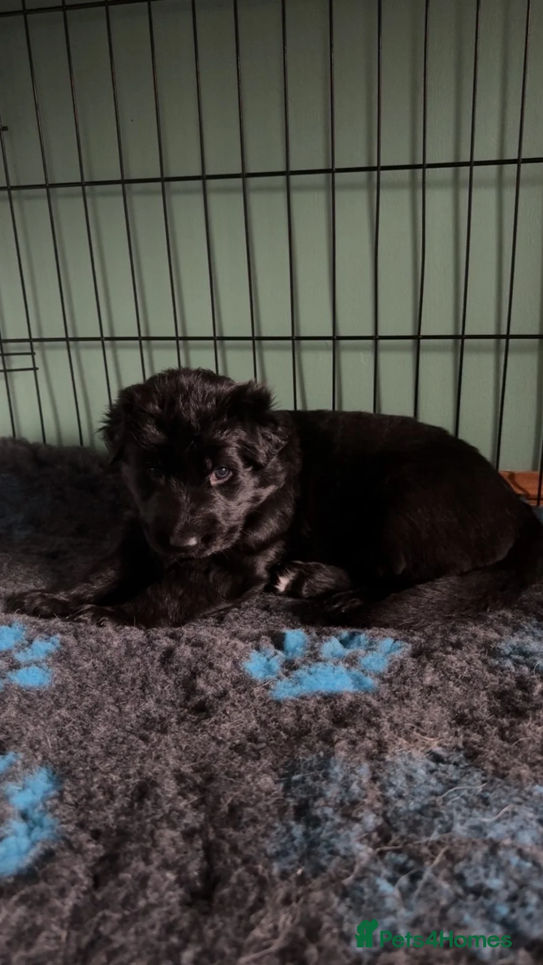 German Shepherd dogs for sale: German Shepherd puppies in Montrose - Advert 1