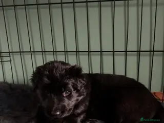 German Shepherd dogs German Shepherd puppies - Advert 15