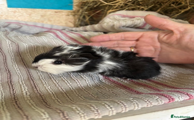 Guinea Pig rodents - Advert 5