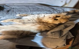 Scottish Fold cats for sale: I girl left! TICA reg. Scottish Fold ready to go - Image 14